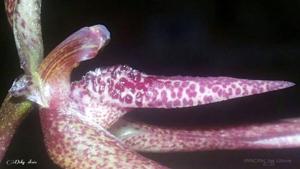 Bulbophyllum lumbriciforme
