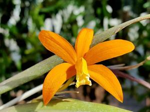 Cattleya neokautskyi