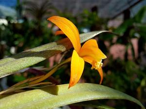 Cattleya neokautskyi
