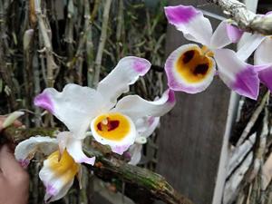 Dendrobium wardianum