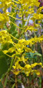 Dendrobium discolor