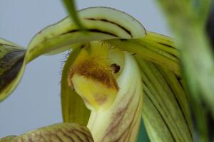 Paphiopedilum platyphyllum