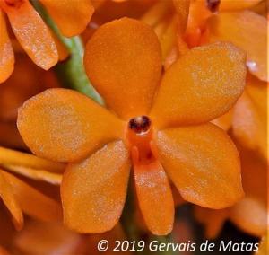 Vanda miniata