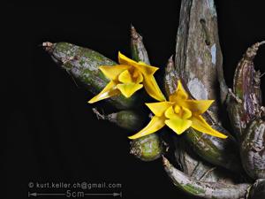 Dendrobium trigonopus