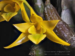 Dendrobium trigonopus