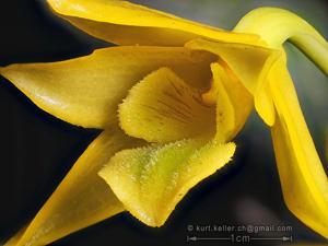 Dendrobium trigonopus