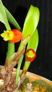 Mediocalcar paradoxum