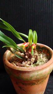 Mediocalcar paradoxum