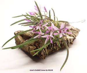 Leptotes pohlitinocoi