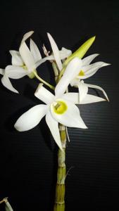 Dendrobium wilsonii