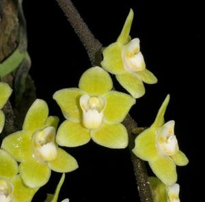 Chiloschista viridiflava
