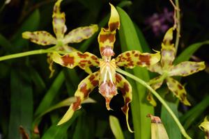 Oncidium furcatum