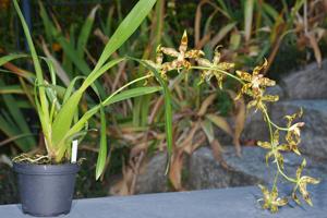 Oncidium furcatum