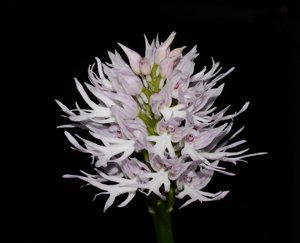 Orchis italica