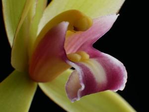 Cymbidium finlaysonianum
