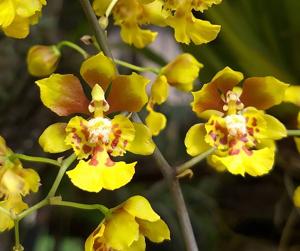 Grandiphyllum divaricatum