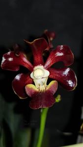 Vanda merrillii