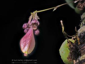 Bulbophyllum physometrum