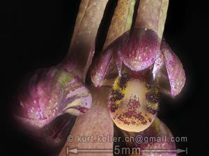 Bulbophyllum physometrum
