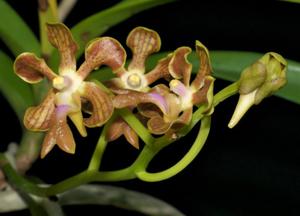 Vanda liouvillei