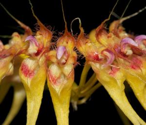 Bulbophyllum gracillimum