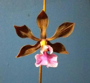 Encyclia hanburyi