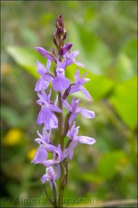 Dactylorhiza elata