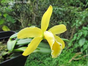 Cattleya luteola