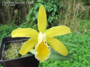 Cattleya luteola