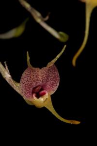 Masdevallia zahlbruckneri