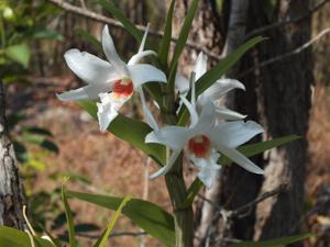 Dendrobium draconis