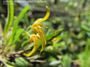 Pabstiella calcarata