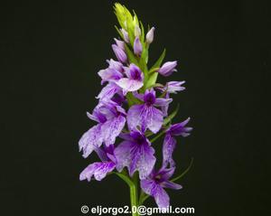 Dactylorhiza foliosa