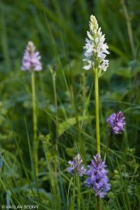 Dactylorhiza fuchsii