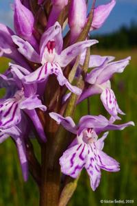 Dactylorhiza fuchsii