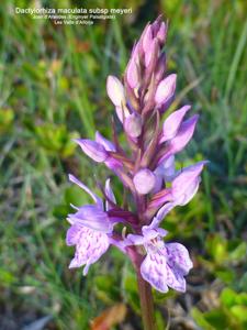 Dactylorhiza fuchsii subsp. fuchsii