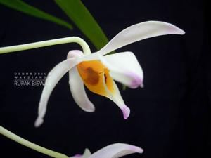 Dendrobium wardianum