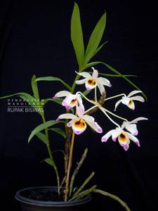 Dendrobium wardianum