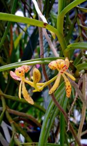 Renanthera histrionica