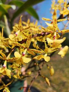 Epidendrum stamfordianum