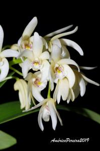 Dendrobium falcorostrum