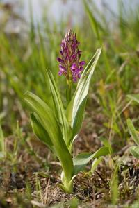 Dactylorhiza incarnata