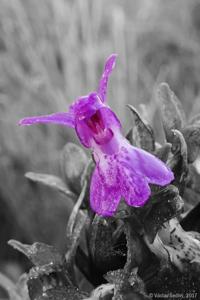 Dactylorhiza incarnata