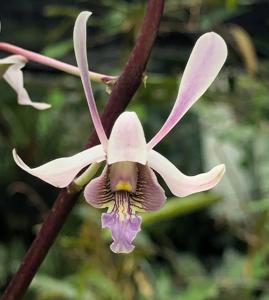 Dendrobium lineale