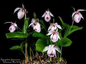 Cypripedium formosanum