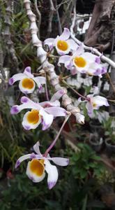 Dendrobium pendulum