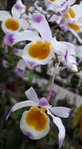 Dendrobium pendulum