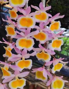 Dendrobium polyanthum