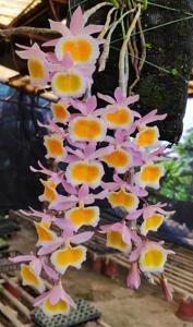 Dendrobium polyanthum