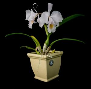 Cattleya schroederae